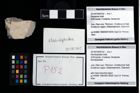 Foto (Objekt + Etikett) von Munidopsidae indet.  (NHMW-GEO-2014-0194-0152)
